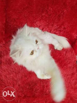 Tabby Persian kitten for sale