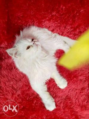 Tabby color persian kitten for sale