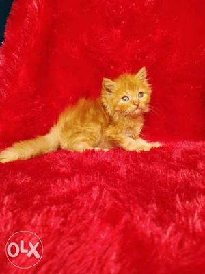Tabby colour Persian kitten for sale