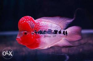 The most beautiful fish flowerhorn
