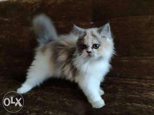Tri color Semi punch Persian kitten