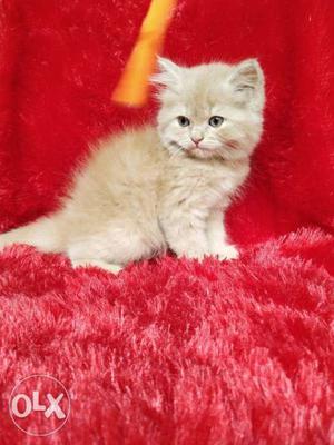Very active healthy Persian cat and kitten for