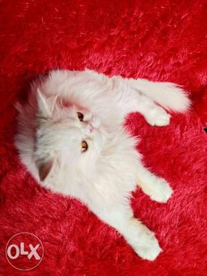 Very cute Persian kitten for sale cash on