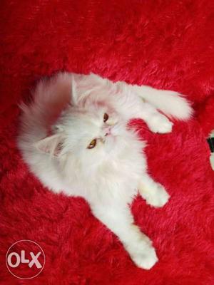 Very cute Persian kitten for sale cash on