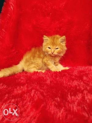 Very cute Persian kitten for sale cash on delivery