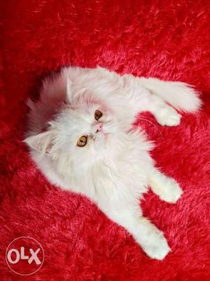 Very cute and very intelligent Persian cat and