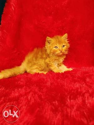 Very cute golden colour Persian kitten for sale