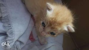 Very cute munchkin kitten 1 month