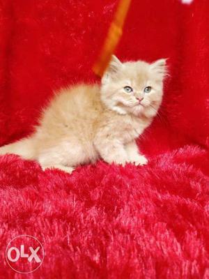 Very cute small Persian cat kitten for sale cash