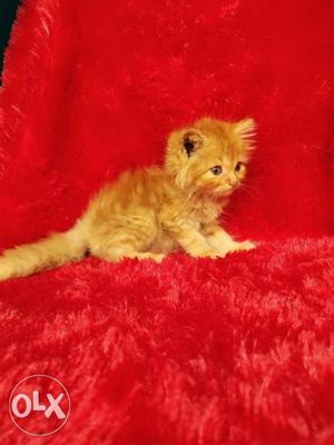 Very good quality Persian cat kitten for sale