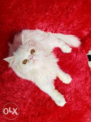 Very good quality and very beautiful Persian cat