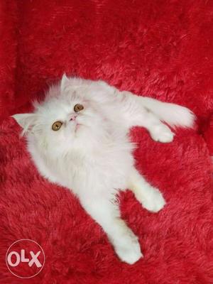 Very good quality persian kitten for sale