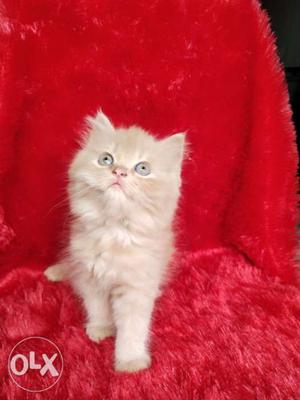 Very good quality pure Persian cat and kitten for