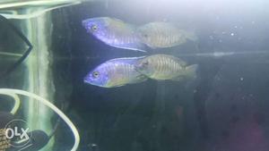 Want to sell a pair of cichlid i brought it for