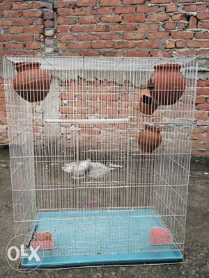 White And Gray Bird Cage