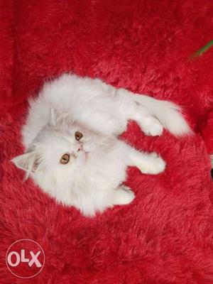 White And Red Fur Cat
