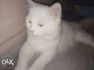 White healthy persian cat available for mating