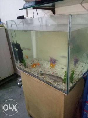 With heetar,filter and 10 fish. urgent sell