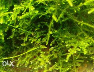 Xmas/Christmas moss for planted aquariums