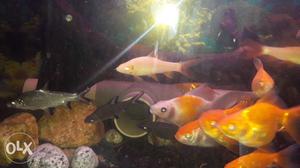 Yellow And Black Fish In Fish Tank