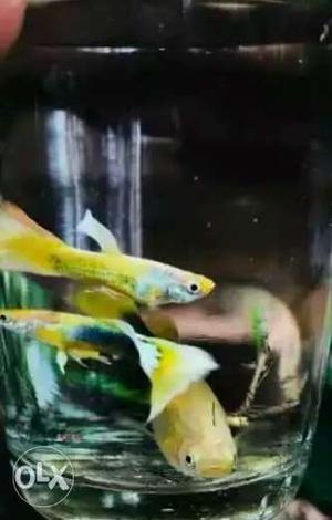 Yellow And Green Fish guppy