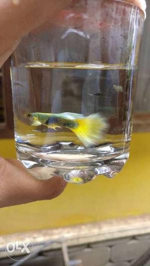 Yellow guppy good quality home breed