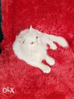 % best quality blue eye white Persian kitten