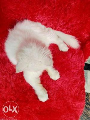 % best quality long fur persian kitten
