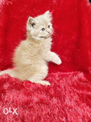 . golden colour Persian cat and kitten for sale