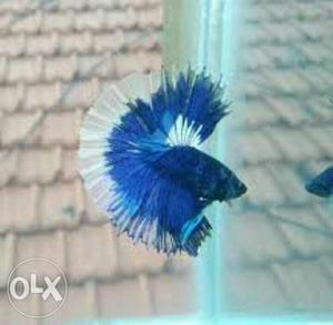 1 Angel fish with bowl, Rs  Betta fish with