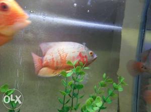 7 inches imported Oscar albino fish