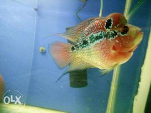 AAA grade flower horn fish and ball head fully