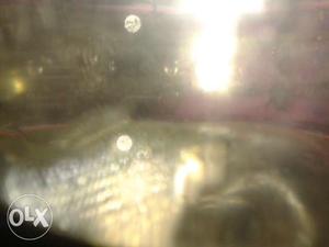 Active female marble mole fishes home breeded (2