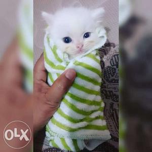 All colour all cute Persian kitten for sale cash