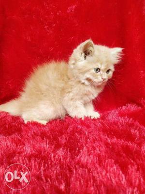 Best quality Persian cat kitten available cash on