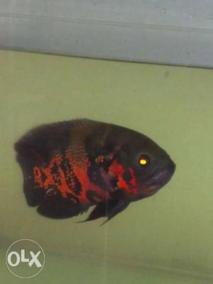 Big size oscar fish for sale 8 inch 850 Rs single