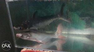 Black And Gray Fish 1.5 feet With Fish Tank 2 feet with