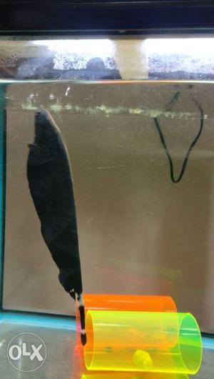 Black ghost fish for sale
