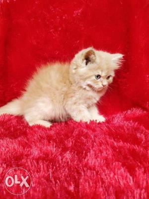 Blue Eyes pure Persian cat and kitten for sale