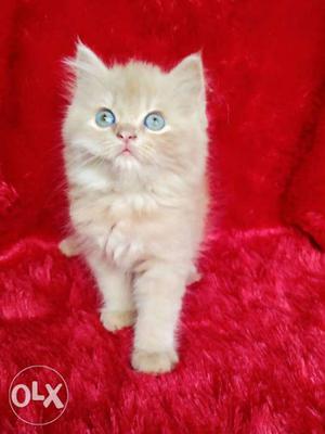 Blue eye golden Persian kitten for sale