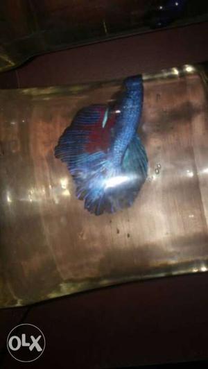 Blue full moon Betta fish imported piece from Thailand