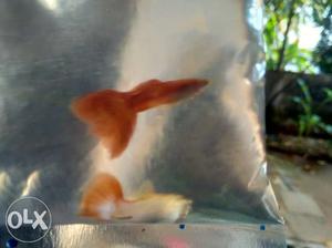Breeding quality guppy available guppy red 70 per