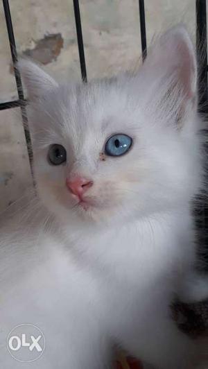 Cutest persian white blue eyes male female