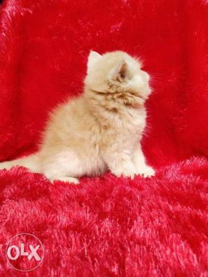 Doll face Persian cat kitten