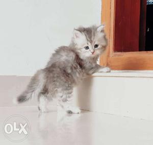 Doll face persian kitten for sale