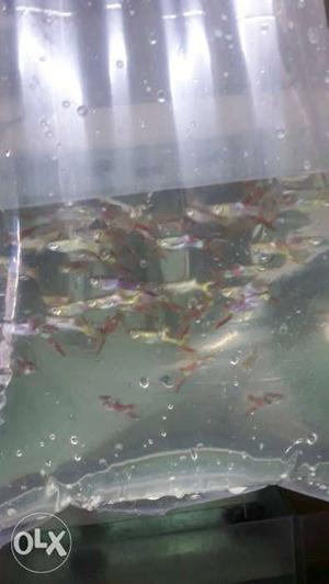 Endler guppies for sale ₹10 per piece Limited