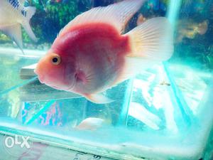 Female red parot fish breeding size