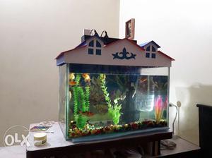 Fish aquarium with fishes 13nos