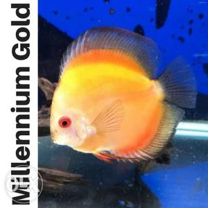 Fish-imported discus fish baby 2"size, price per piece