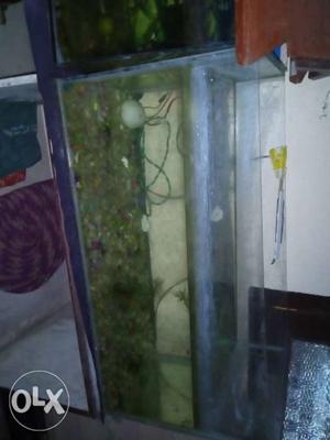 Fish tank medium size with two pair platy